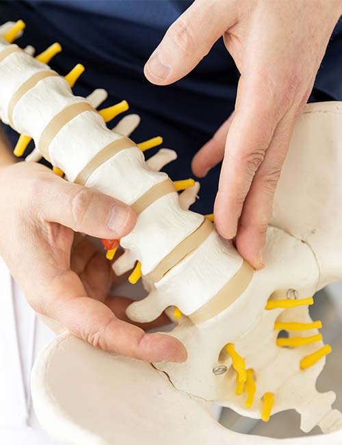 Jan Mende Unna Osteopathie Hände halten ein Model der menschlichen Wirbelsäule